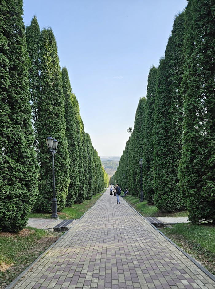 Experience a serene walk along a tree-lined path in Kislovodsk, Russia, surrounded by lush greenery.
