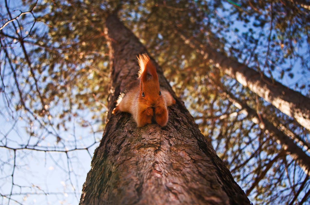 A playful squirrel climbing a tree trunk in Kislovodsk, showcasing its agility and charm against a blue sky.